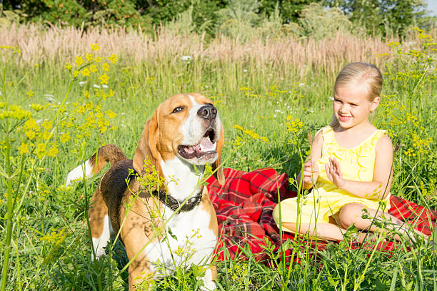 5 Dog-Friendly Hiking Trails in the Catskills