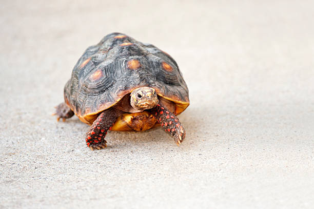 5 Interesting Facts About Tortoise