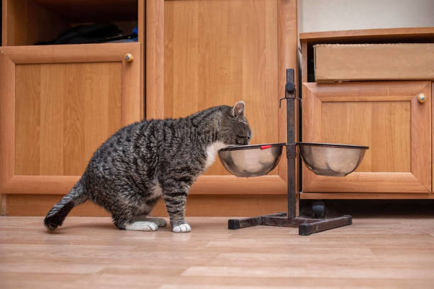 Balancing Your Cat's Diet