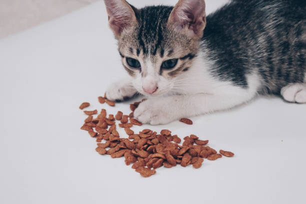 Best Hypoallergenic Cat Food For Sensitive Stomachs