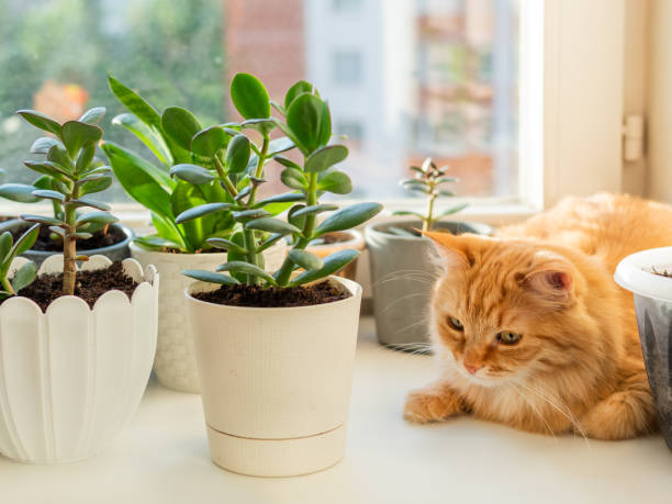 Cat-Friendly Plants For the Home