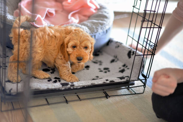 Choosing a Dog Crate Size