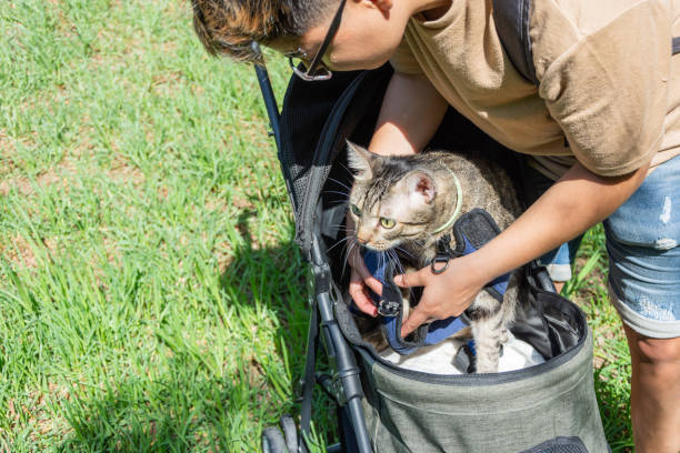 Choosing the Best Cat Harness For Safe and Enjoyable 