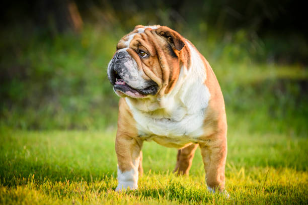 English Bulldog