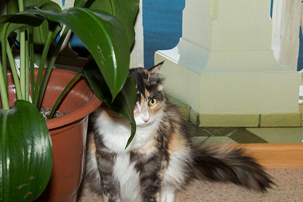 Fiddle leaf fig