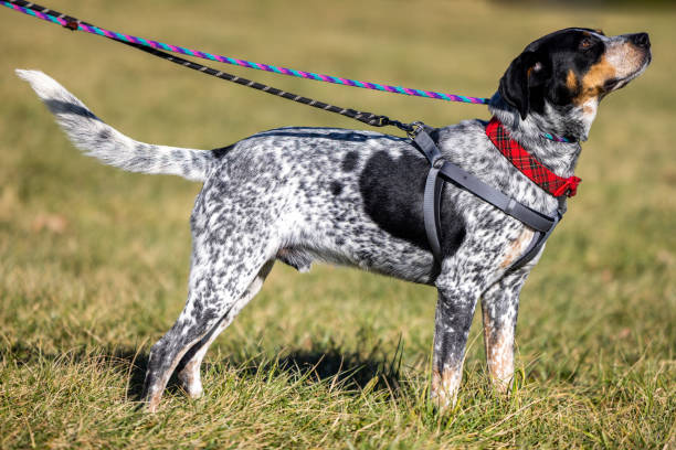 How to Choose the Best Dog Harness for Walking