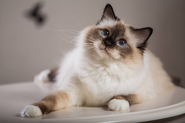 How to Choose the Right Cat Breed