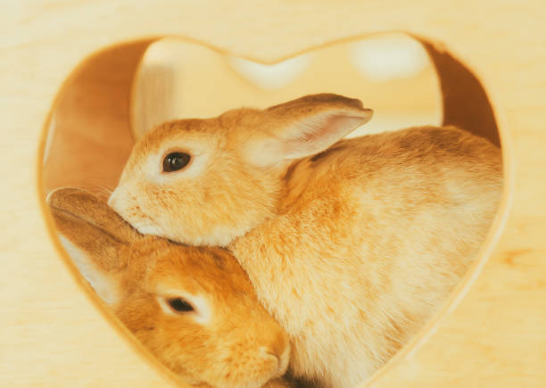 Indoor Rabbit Housing Ideas