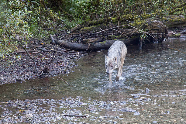 Juniper Creek Trail dog