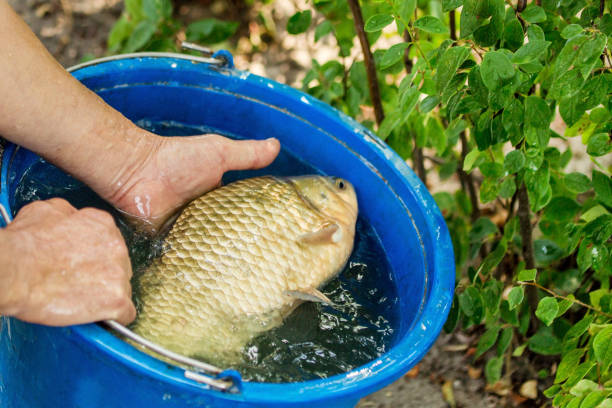 Keep the Feeders Clean