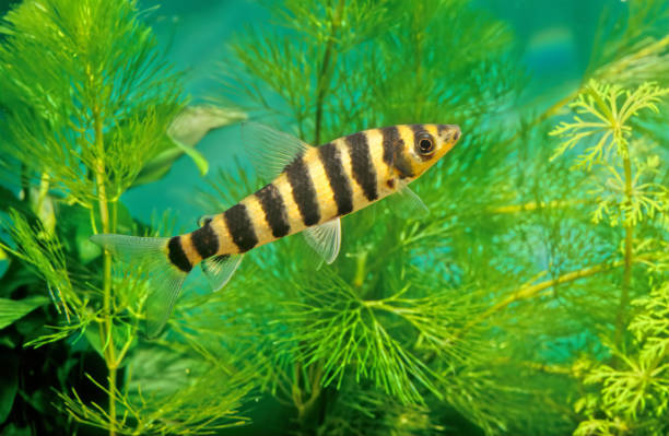 Leopard Tail Guppies