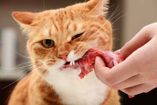 Meat Cat