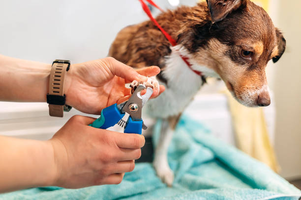 Nail Trimming