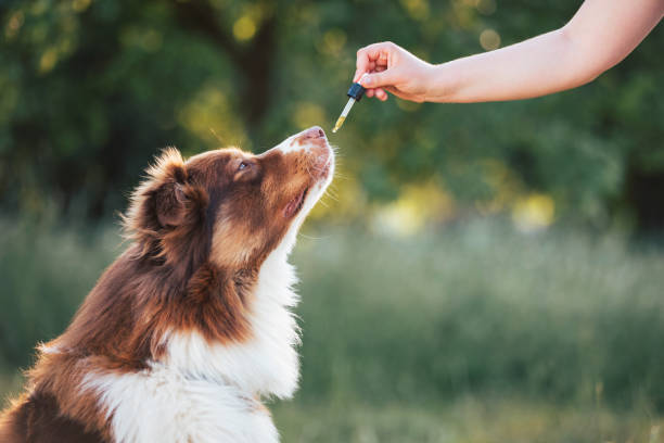 Natural Remedies For Dog Anxiety