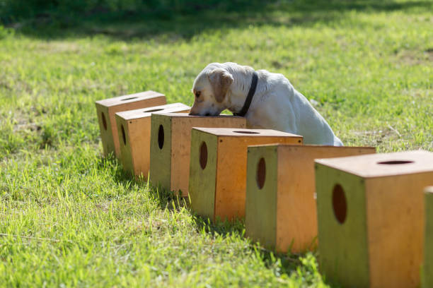 Nose Work dog