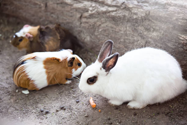 Rabbit Breeding