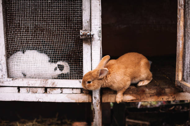 Rabbit DIY enclosure