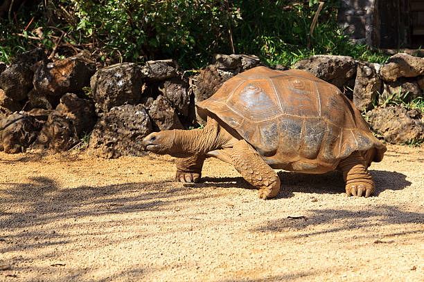 Red-Footed Tortoise Diet