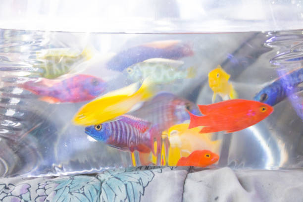 Tips For Acclimating New Fish to the Tank