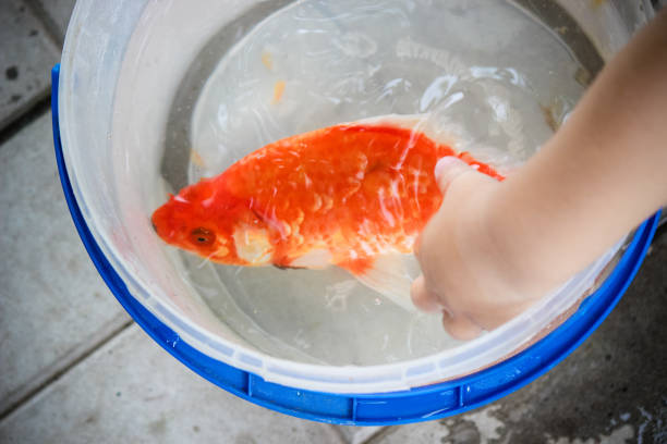 Tips For Feeding Goldfish Flakes