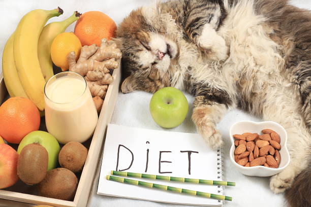 Tips For Managing Cat Obesity Through Diet and Exercise