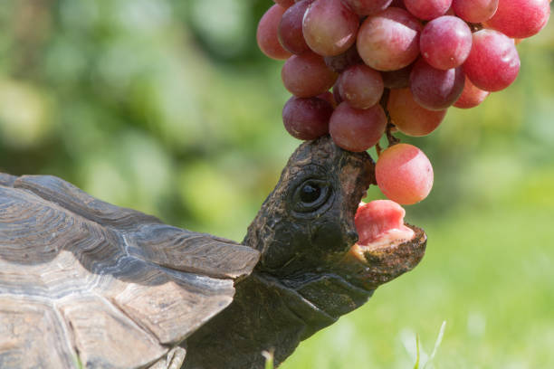 Tortoise