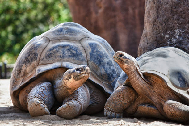 Tortoise Behavior and Communication