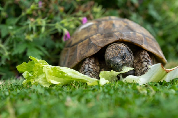 Tortoise Diet and Nutrition