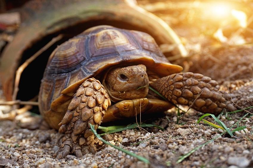 Tortoise Types