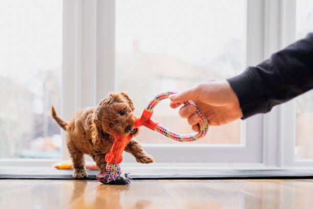 Tug of War