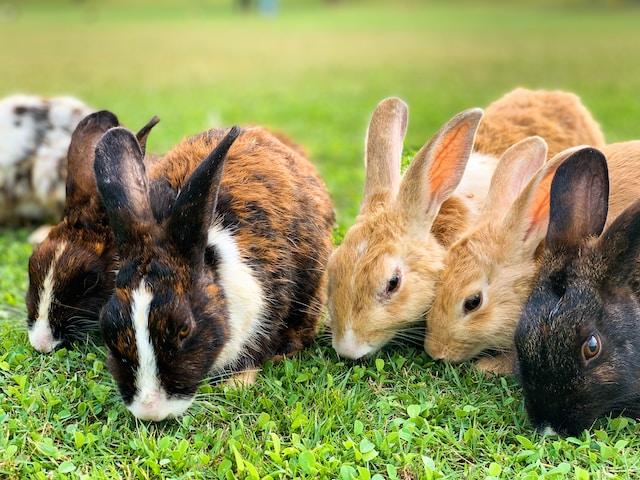 Scabies in Rabbits