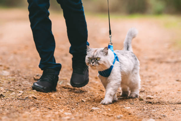 best cat harnesses