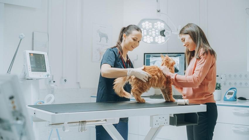 cat vets visits