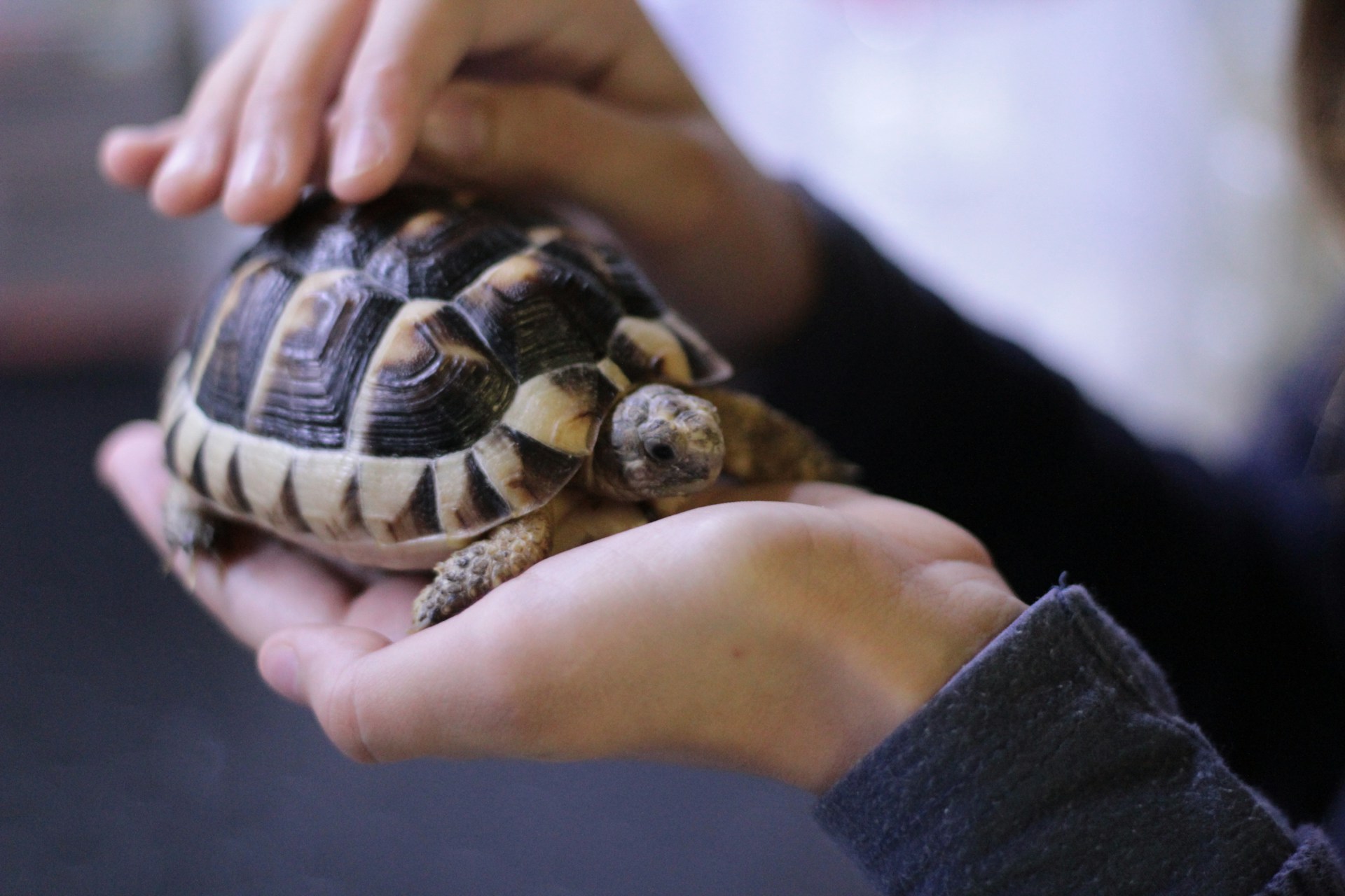 tortoise enrichment