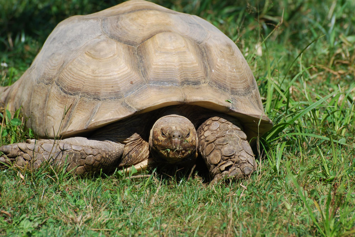 tortoise hibernation guide