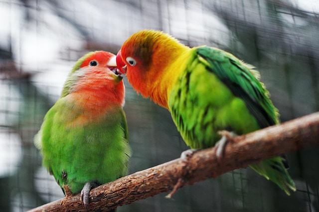 Mental health benefits of keeping bird as pets