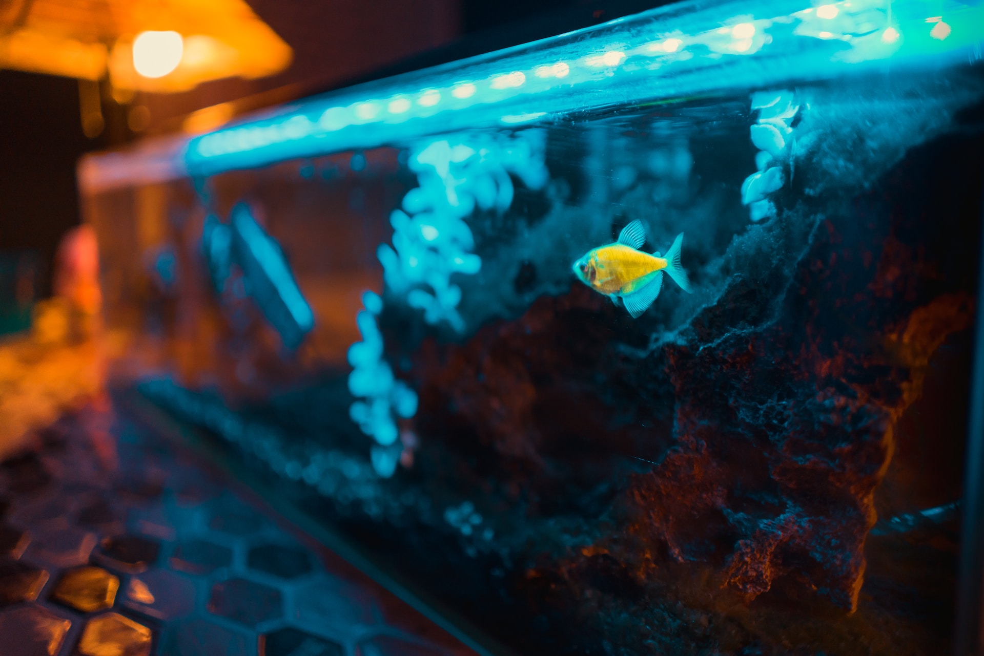 fish tank decor ideas