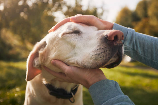 labrador retriever dog