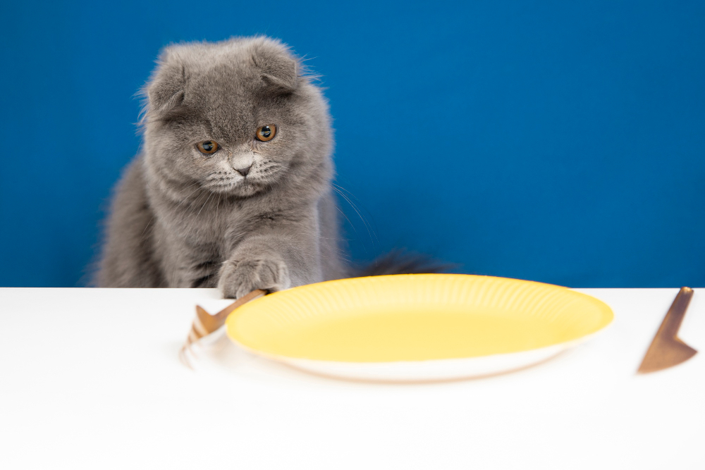 Weight loss in cats (Photo: Freepik)