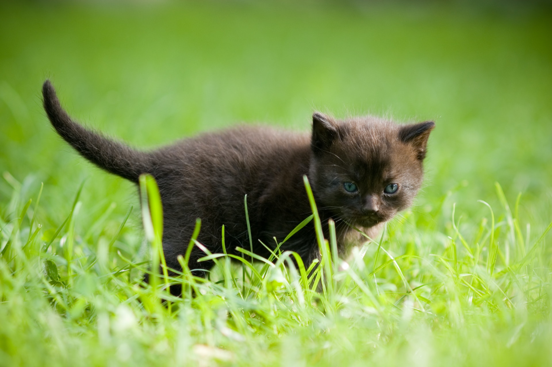 why cats love cat grass