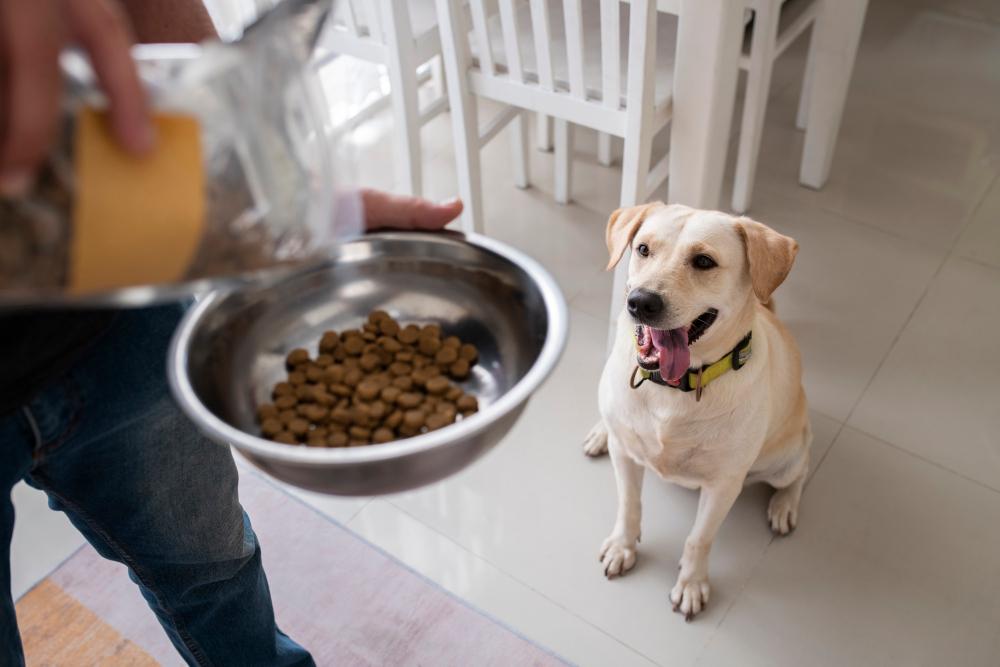 dogs refuse to eat