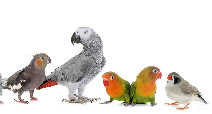 Fun Fact About Parrots