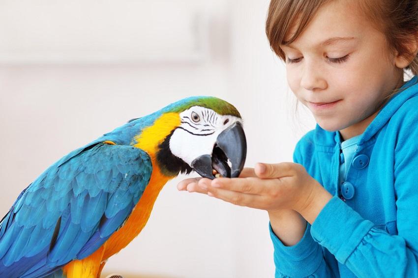 Facts About Parrots