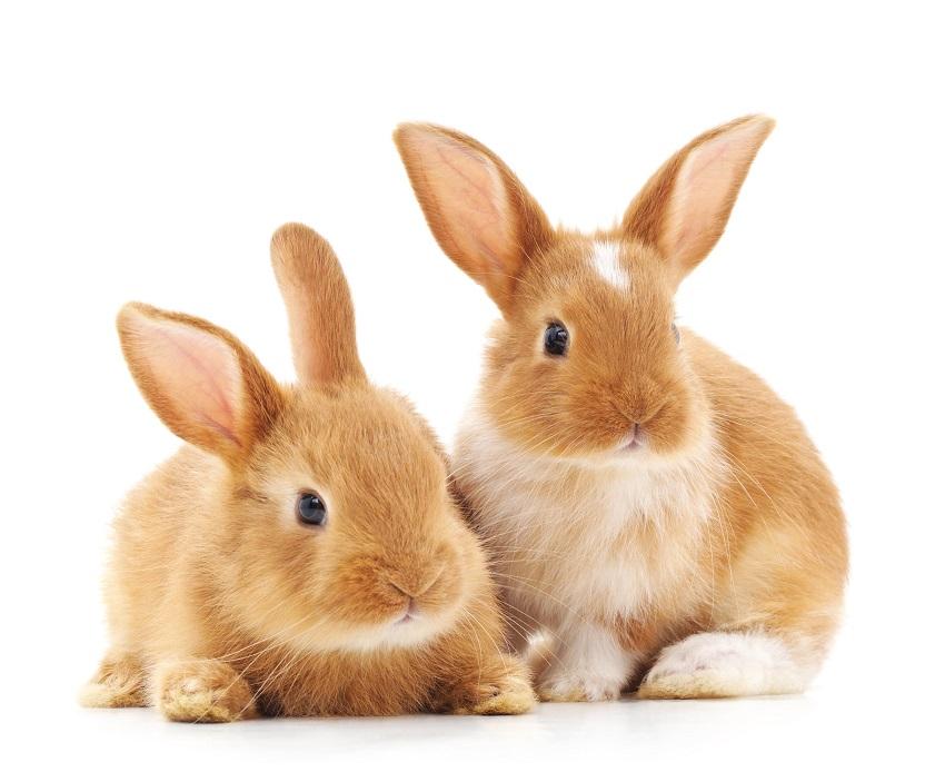 Common Rabbit Diseases