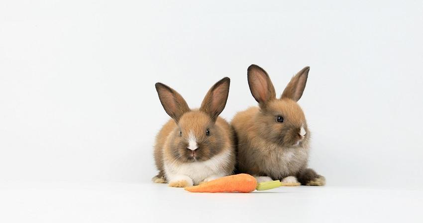 rabbits breeds