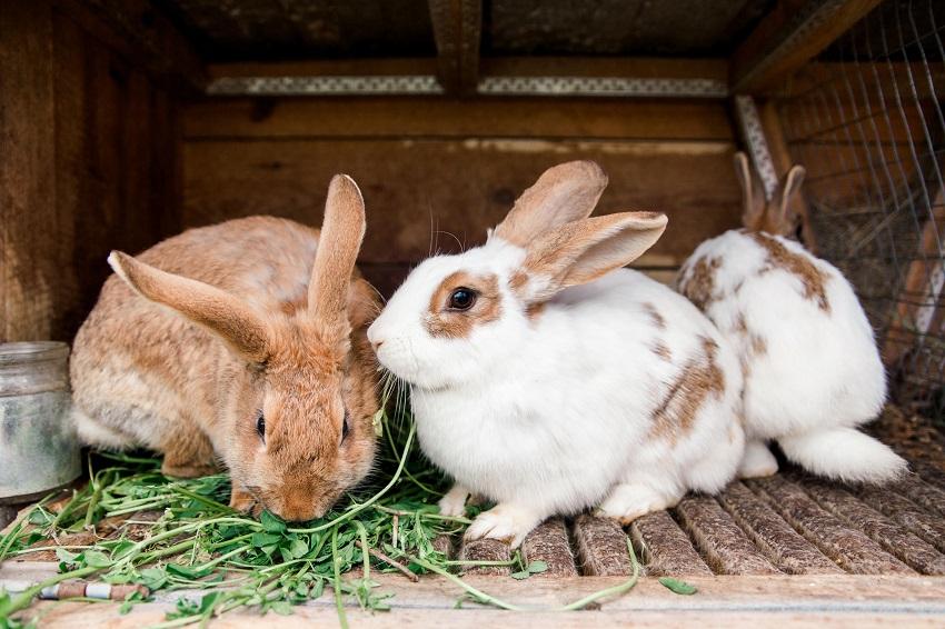 rabbits breeds