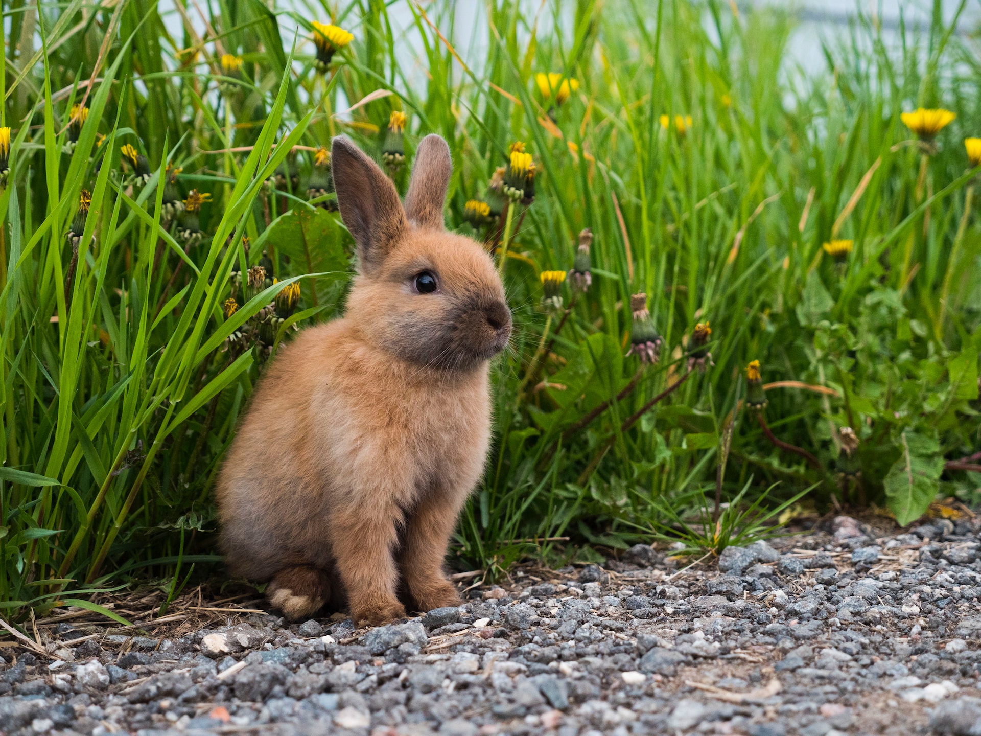 Rabbit care