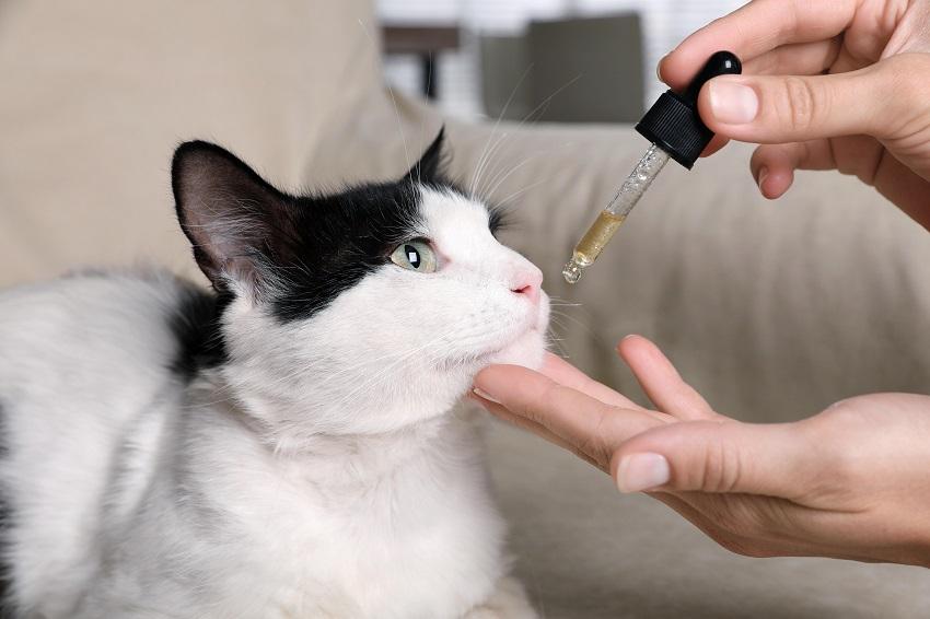 Cat Vaccination