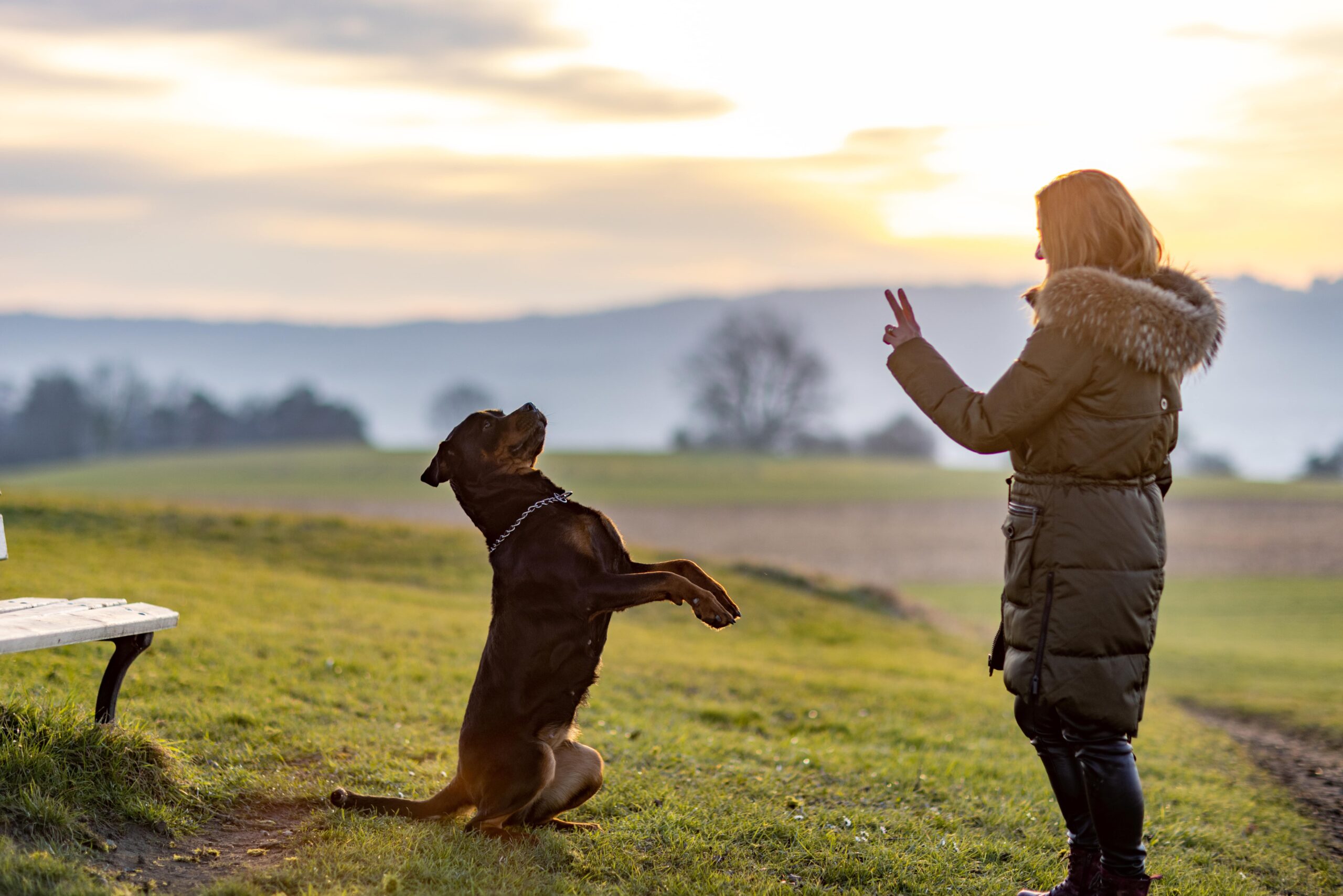 How to Train a Dog - 7 Steps for Beginners