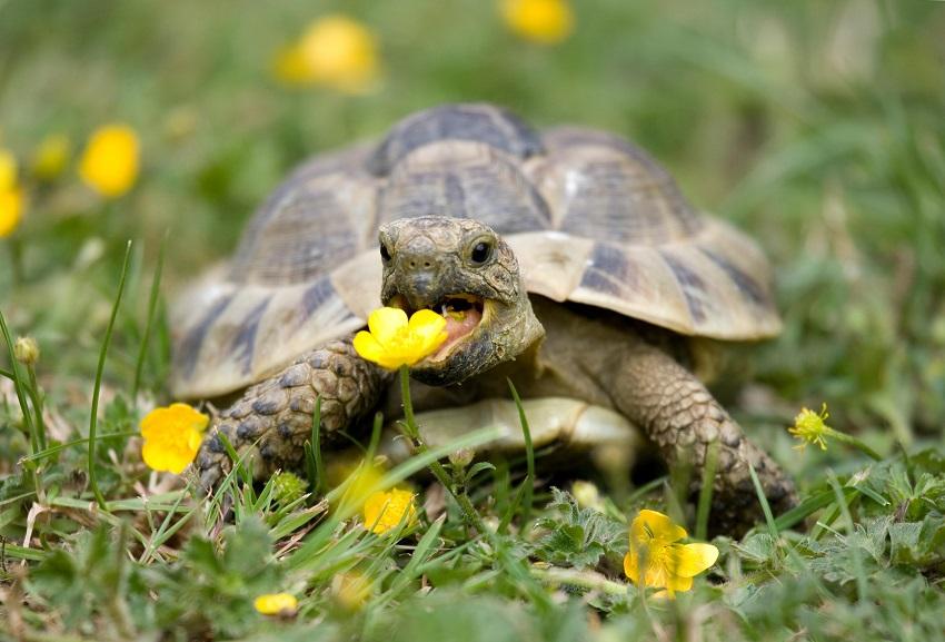 Brazilian turtle care